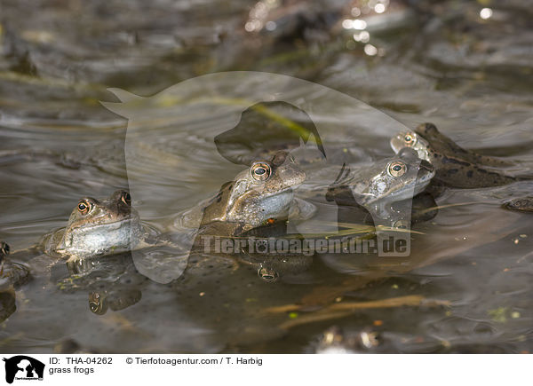 Grasfrsche / grass frogs / THA-04262