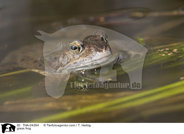 Grasfrosch / grass frog / THA-04264