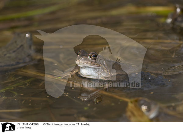 Grasfrosch / grass frog / THA-04266