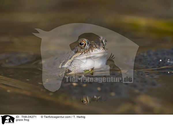 Grasfrosch / grass frog / THA-04271