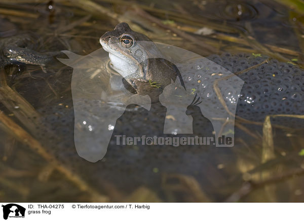 Grasfrosch / grass frog / THA-04275