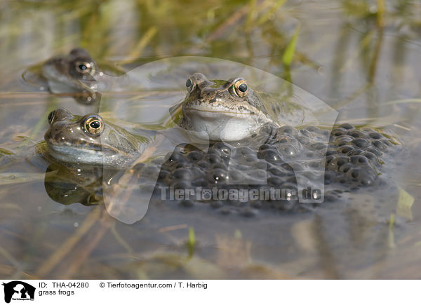 grass frogs / THA-04280