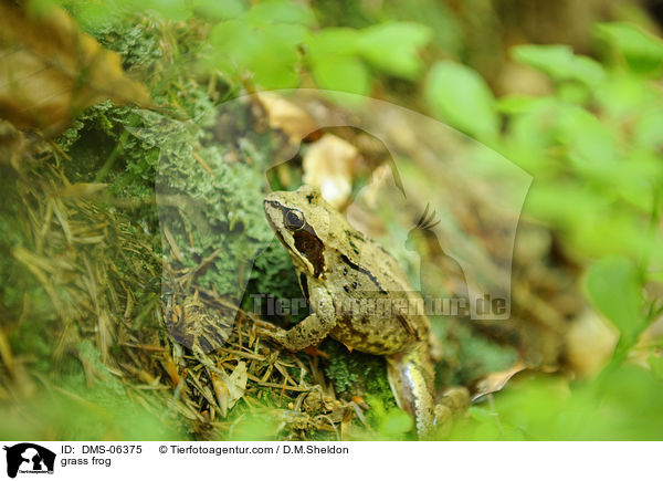 grass frog / DMS-06375