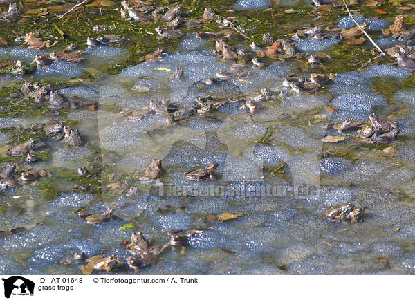 Grasfrsche / grass frogs / AT-01648
