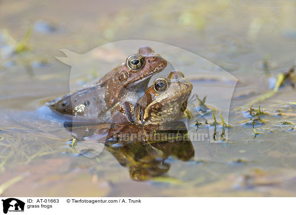Grasfrsche / grass frogs / AT-01663