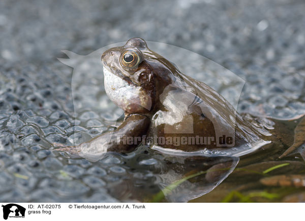Grasfrosch / grass frog / AT-02075