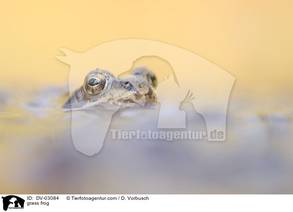 grass frog / DV-03084