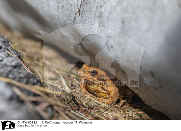 Grasfrosch im Schnee / grass frog in the snow / PW-02842