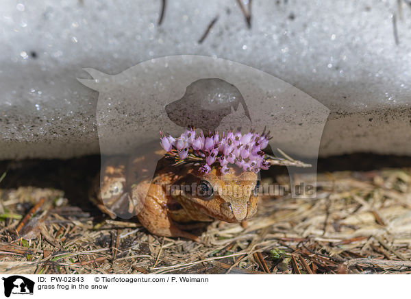 Grasfrosch im Schnee / grass frog in the snow / PW-02843