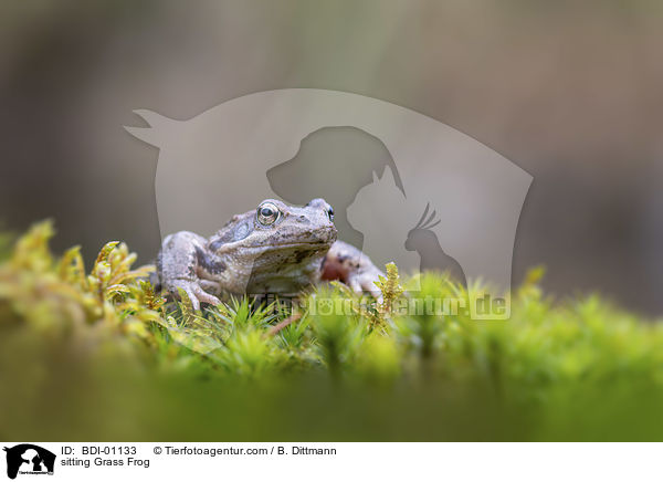sitzender Grasfrosch / sitting Grass Frog / BDI-01133