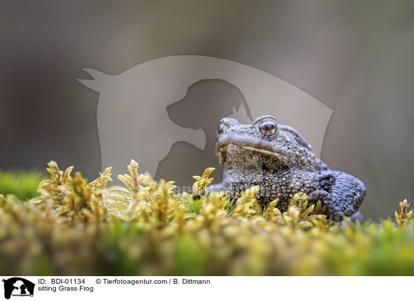 sitzender Grasfrosch / sitting Grass Frog / BDI-01134