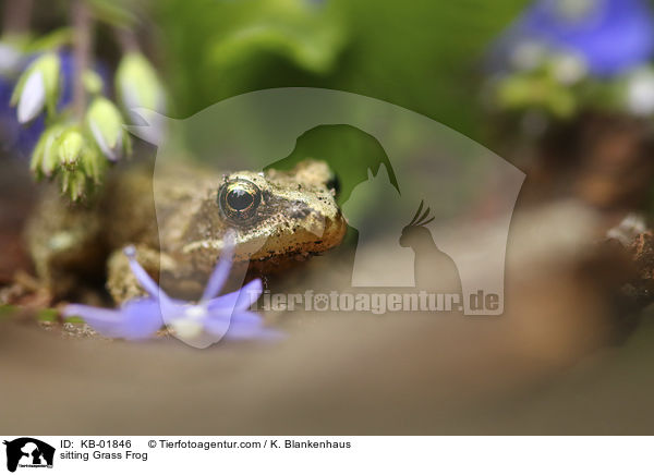 sitzender Grasfrosch / sitting Grass Frog / KB-01846