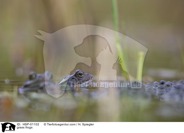 grass frogs / HSP-01102