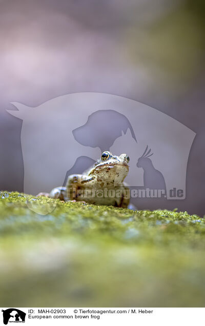Grasfrosch / European common brown frog / MAH-02903