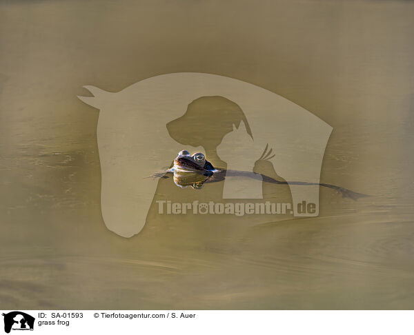 Grasfrosch / grass frog / SA-01593