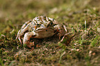 brown grass frog