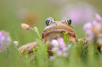 grass frog