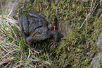 grass frog