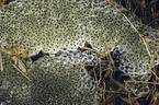 grass frog spawn