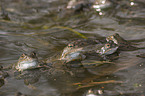 grass frogs