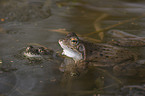 grass frogs