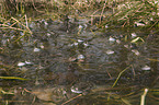 grass frogs