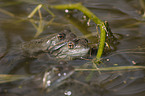 grass frogs