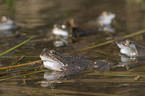 grass frogs