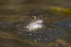 grass frog