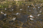grass frogs