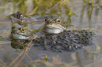 grass frogs
