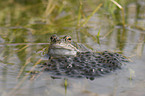 grass frog