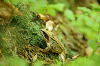 grass frog