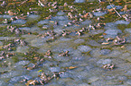 grass frogs