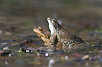 grass frogs