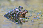 grass frogs