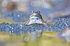 grass frog