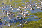 grass frogs