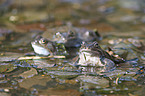 grass frogs