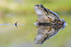 grass frog