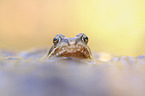 grass frog