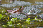 grass frogs