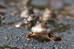 grass frogs