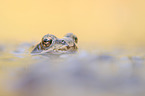 grass frog