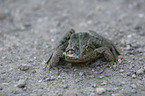 European grass frog