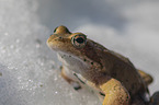 grass frog in the snow