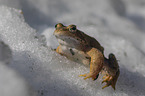 grass frog in the snow