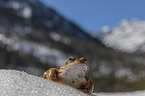 grass frog in the snow