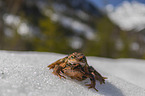 grass frog in the snow