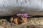 grass frog in the snow